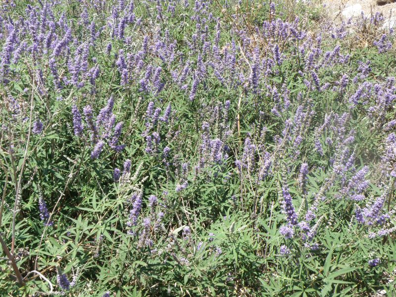 urbantraveltales, plants, Karthea, Kea, Greece